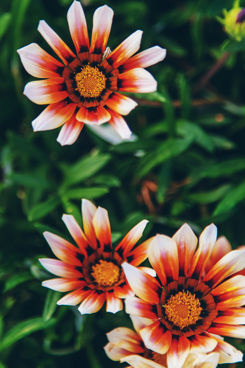 Red rose flowers bouquet on black stone background Valentine's day greeting card Copy space Flat lay
